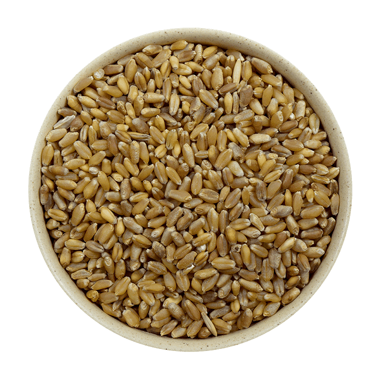 Trigo en Grano - Mr Sabor